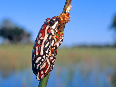 Frosch im Okavango-Delta
