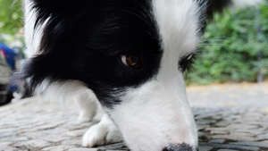 Ein Border Collie schnüffelt bei einem Spaziergang (Archivbild).