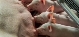 Bauernverband fordert Verdopplung des Schweinefleisch-Preises