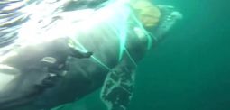 Taucher befreien Finnwal aus einem Fischernetz